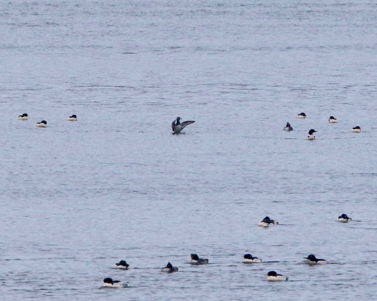 Tufted Duck - ML286490171