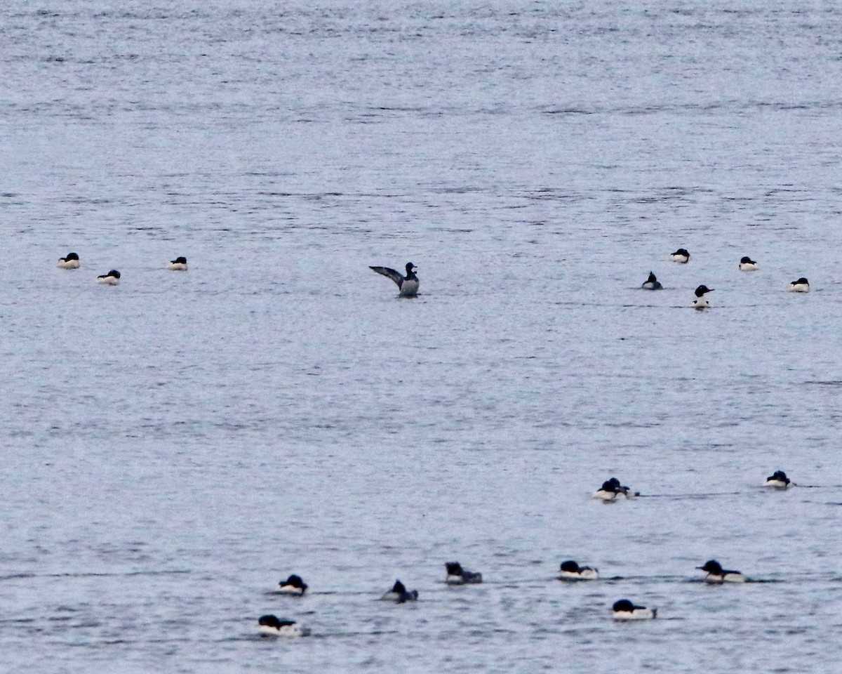 Tufted Duck - ML286490191