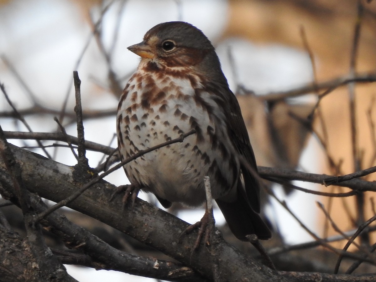 Fox Sparrow - ML286491341