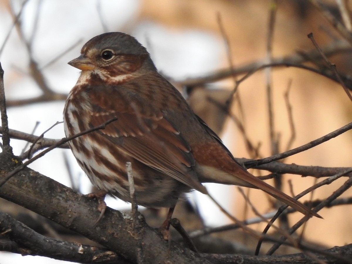 Fox Sparrow - ML286491351