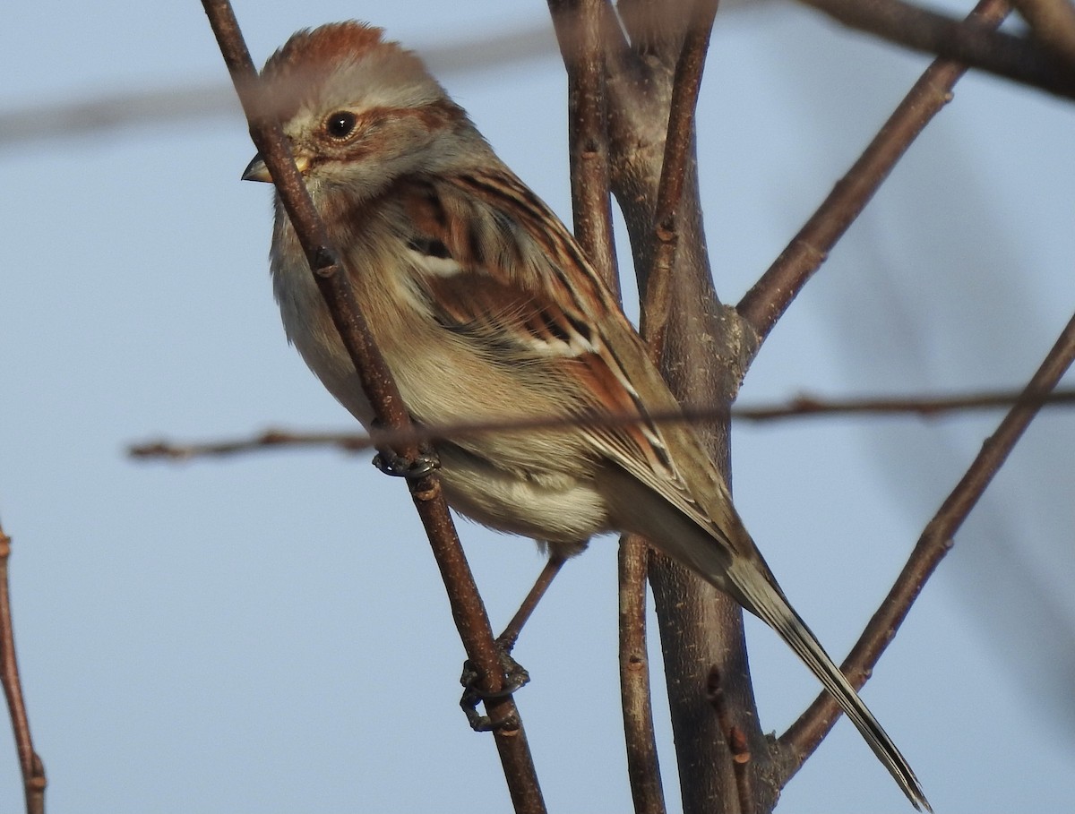 American Tree Sparrow - Pete Monacell