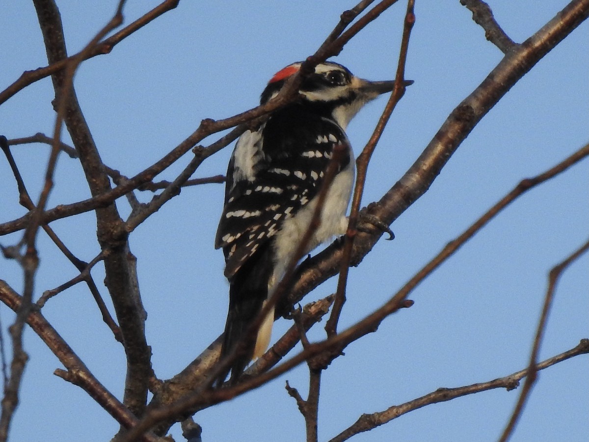 Hairy Woodpecker - ML286491841