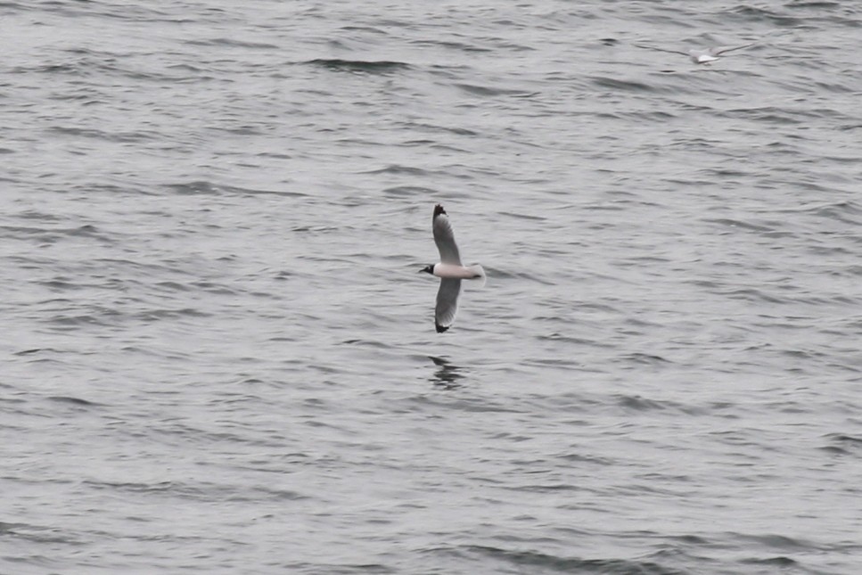 Franklin's Gull - ML28649301