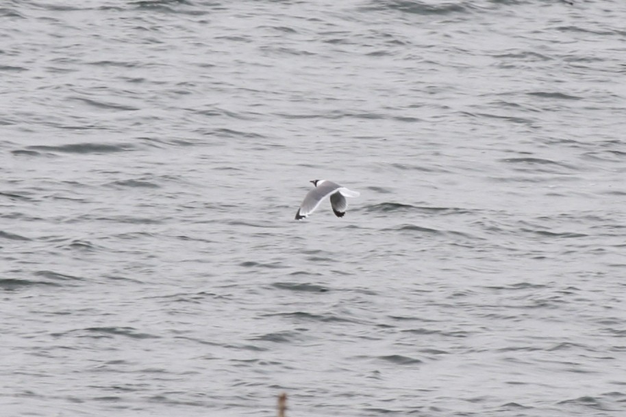 Franklin's Gull - ML28649311