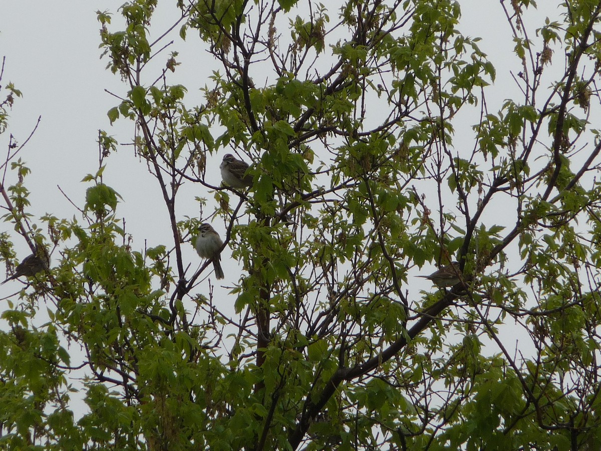 Lark Sparrow - ML28649561