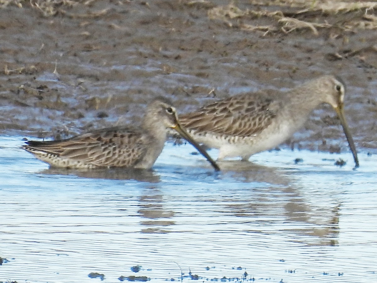 Long-billed Dowitcher - ML286495811