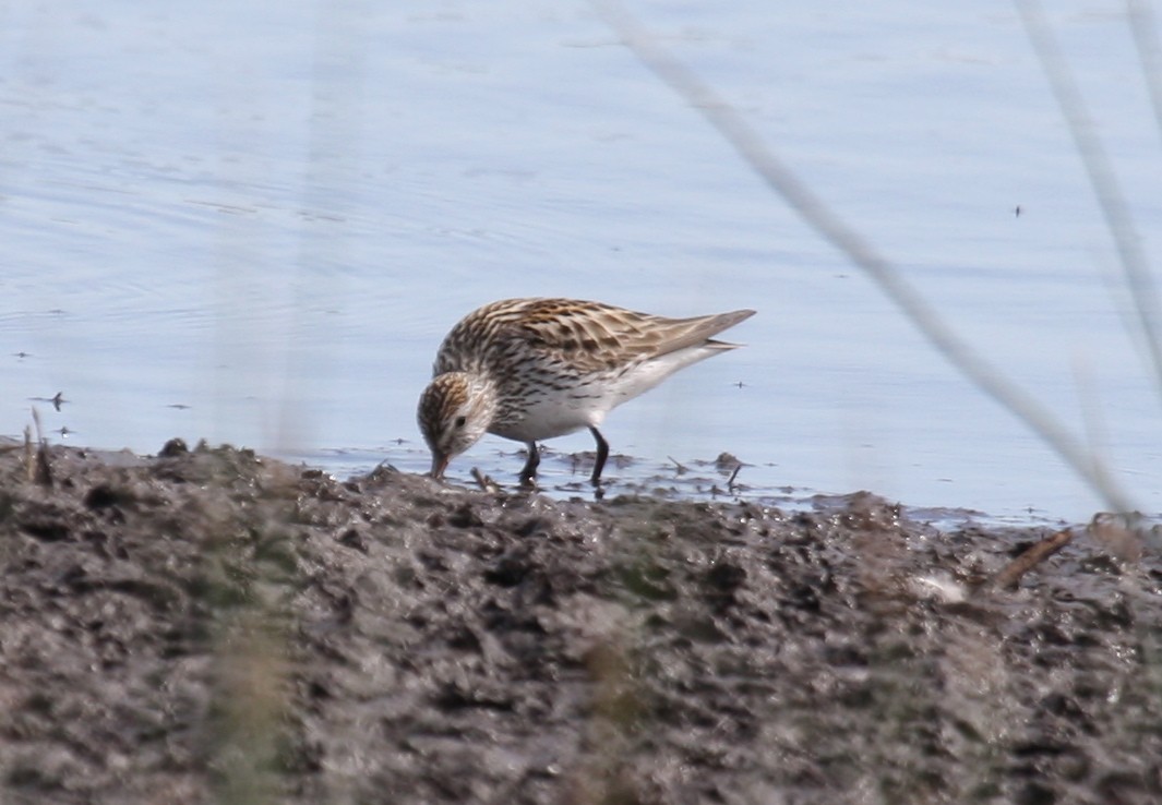 White-rumped Sandpiper - Jon Isacoff