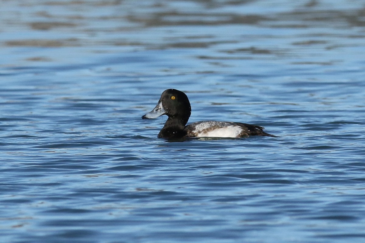 Greater Scaup - ML286497271