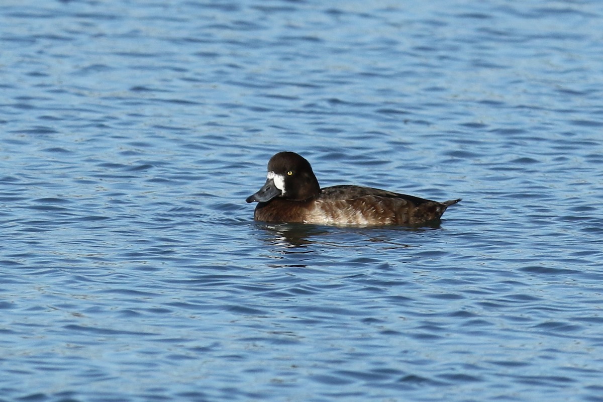 Greater Scaup - ML286497281