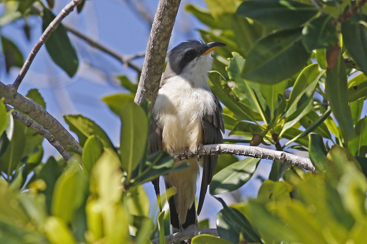 Mangrove Cuckoo - William Keim