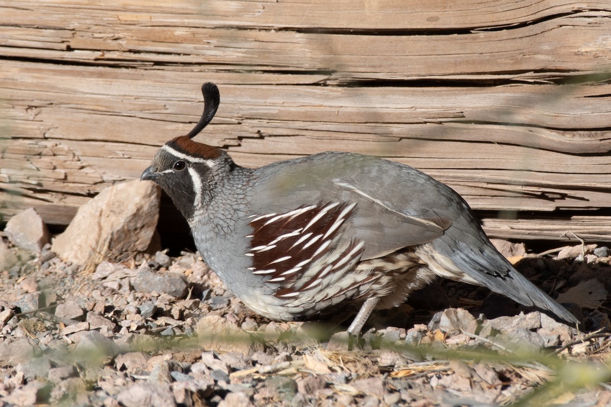 Gambel's Quail - ML286497841