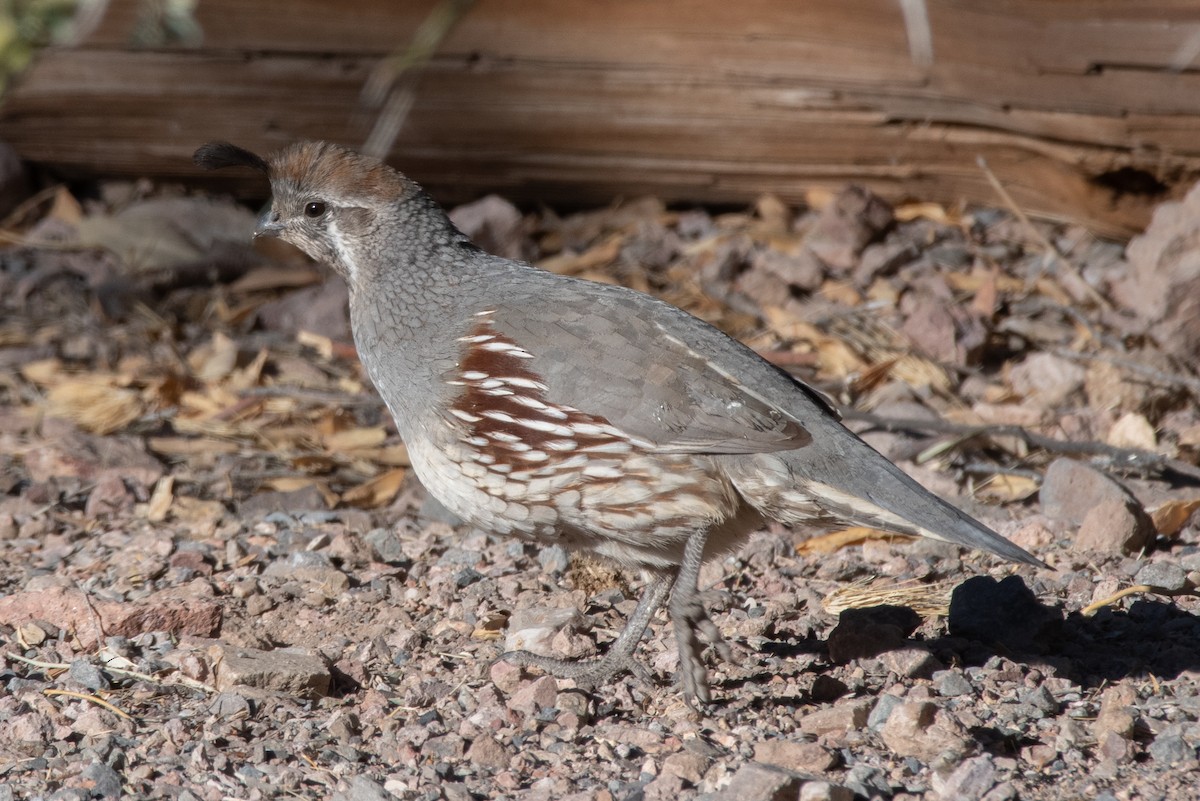 Gambel's Quail - ML286497851