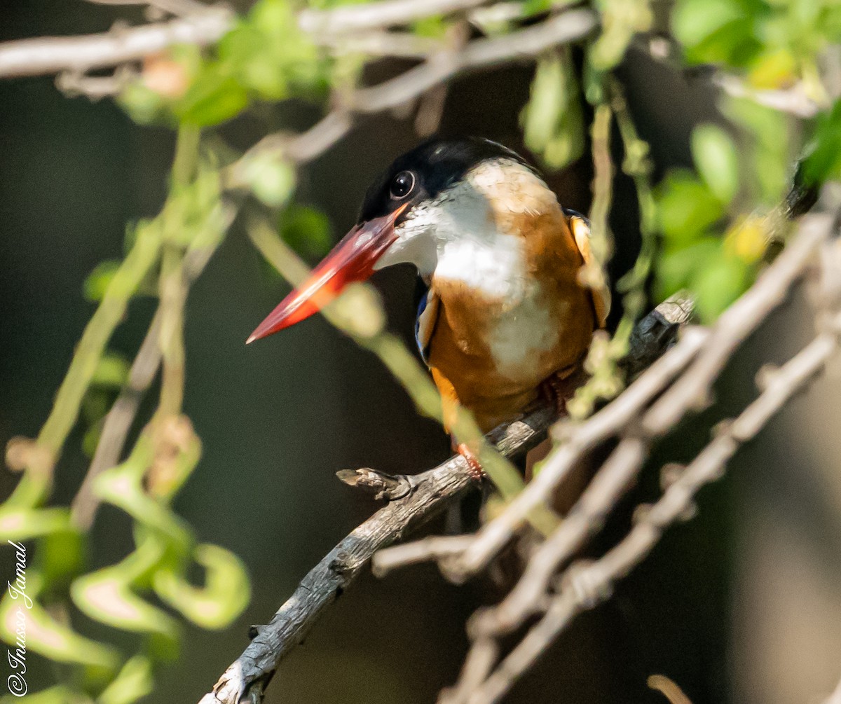 Black-capped Kingfisher - ML286500371