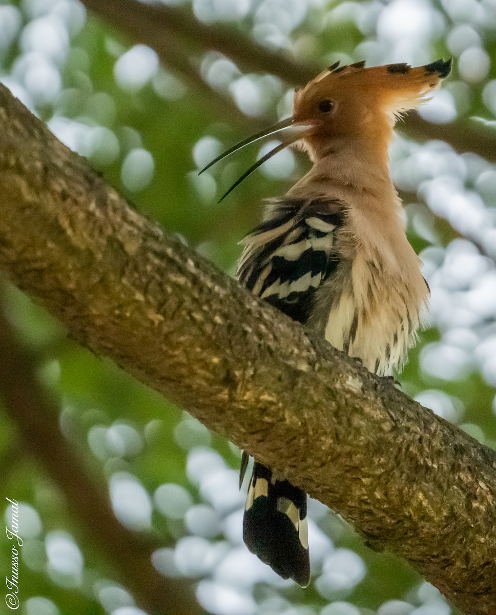 Eurasian Hoopoe - ML286500501