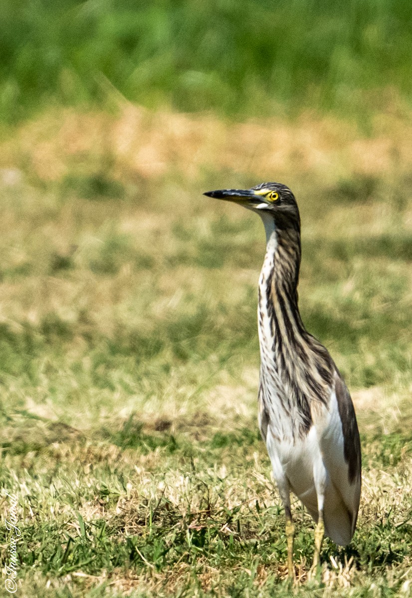 Chinese Pond-Heron - ML286500521