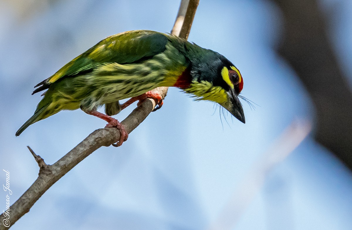 Coppersmith Barbet - Inusso Jamal