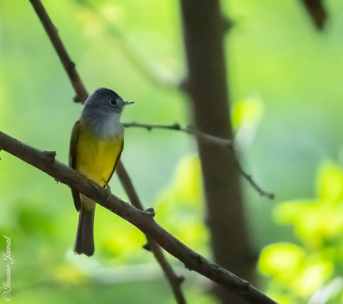 Gray-headed Canary-Flycatcher - ML286500721