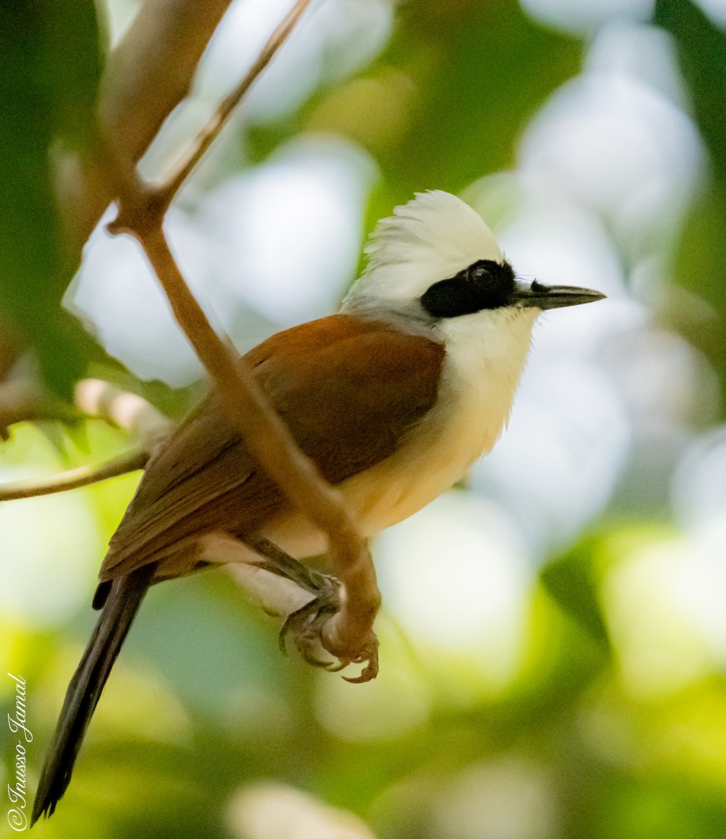 White-crested Laughingthrush - ML286500801