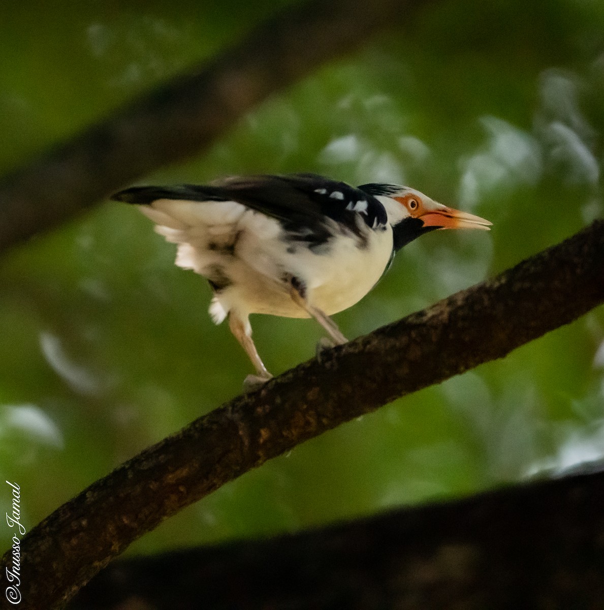 Siamese Pied Starling - ML286500831