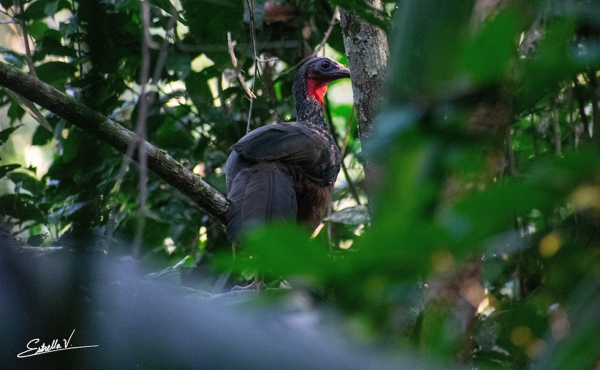 Spix's Guan - Estrella Miah Velasquez Ruiz