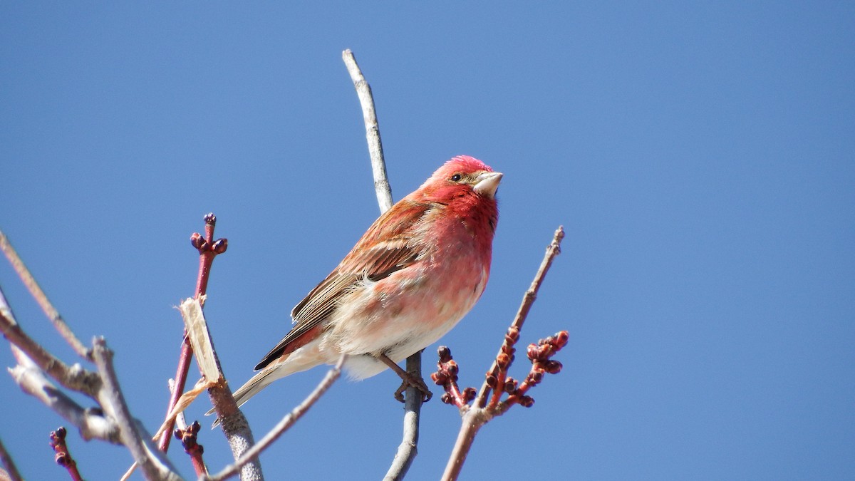 Purple Finch - ML28650221