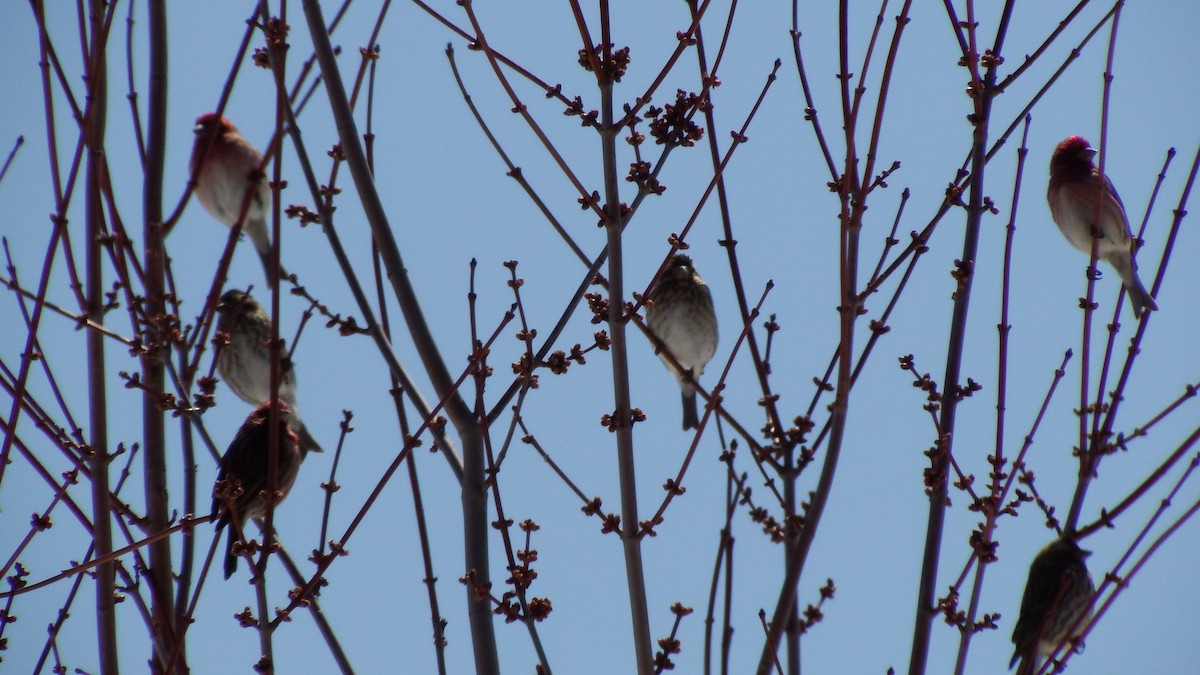 Purple Finch - ML28650231