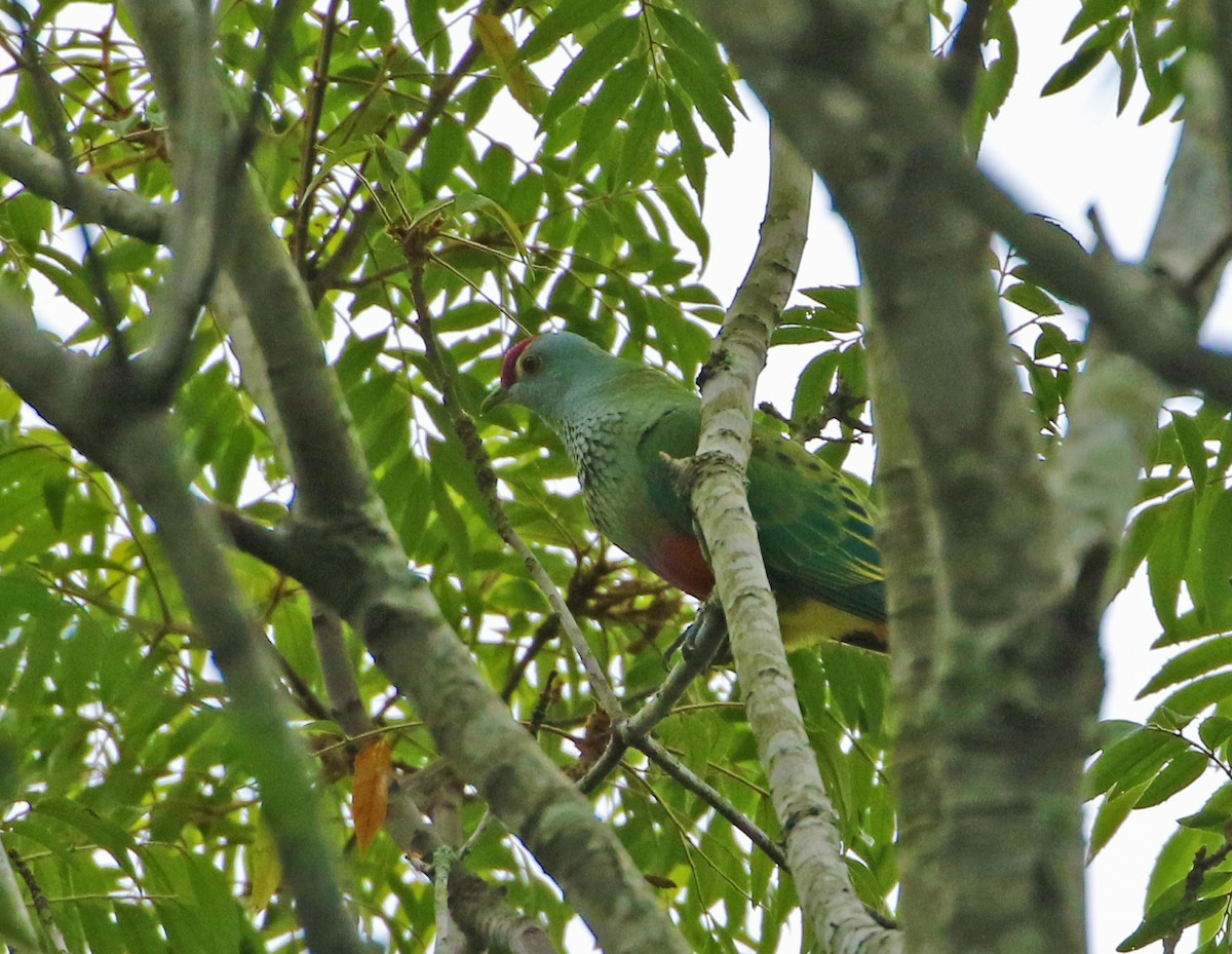 Rose-crowned Fruit-Dove - ML286505201