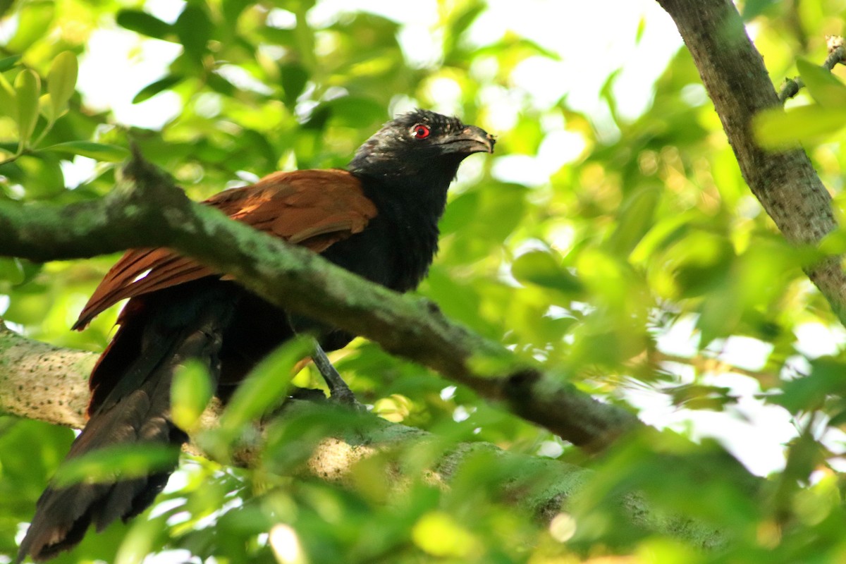 Greater Coucal - Shuna Maekawa