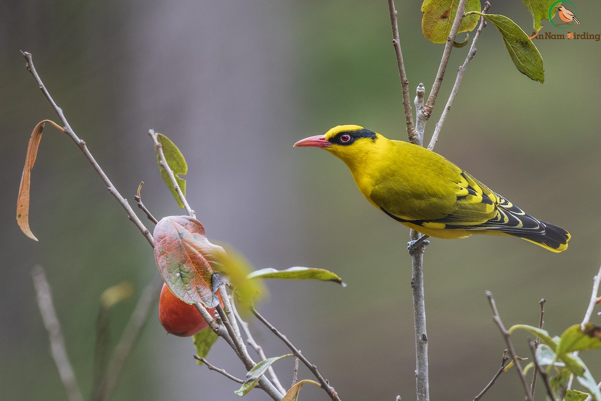 Slender-billed Oriole - Dinh Thinh