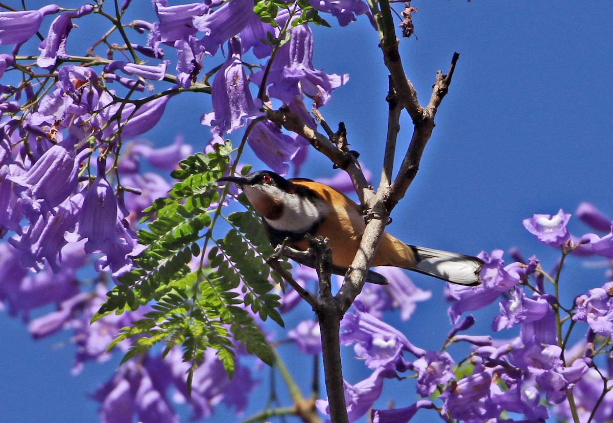 Eastern Spinebill - Julie Sarna