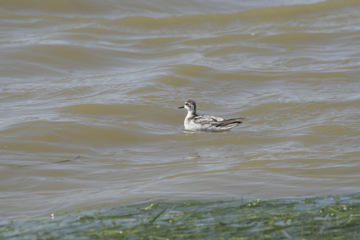 Red-necked Phalarope - ML286510601