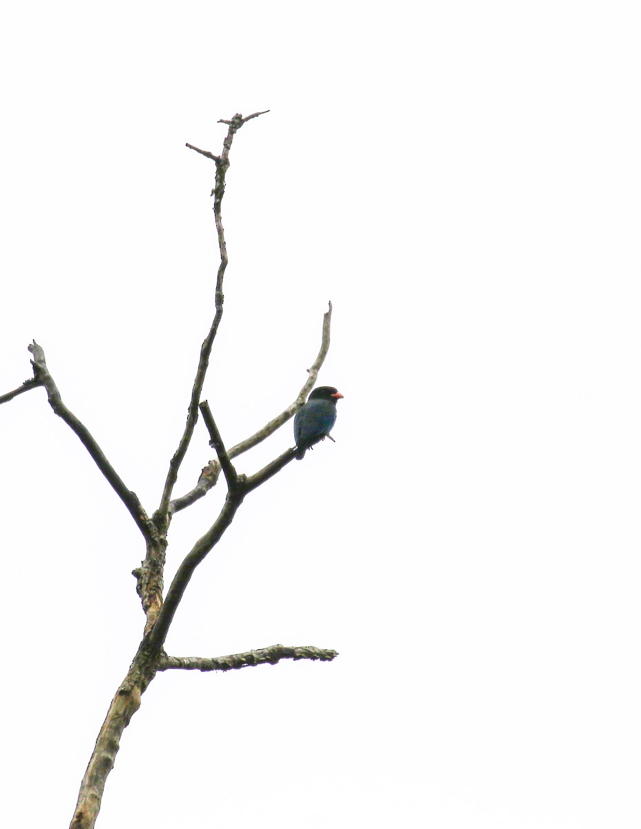 Dollarbird - ML286512881