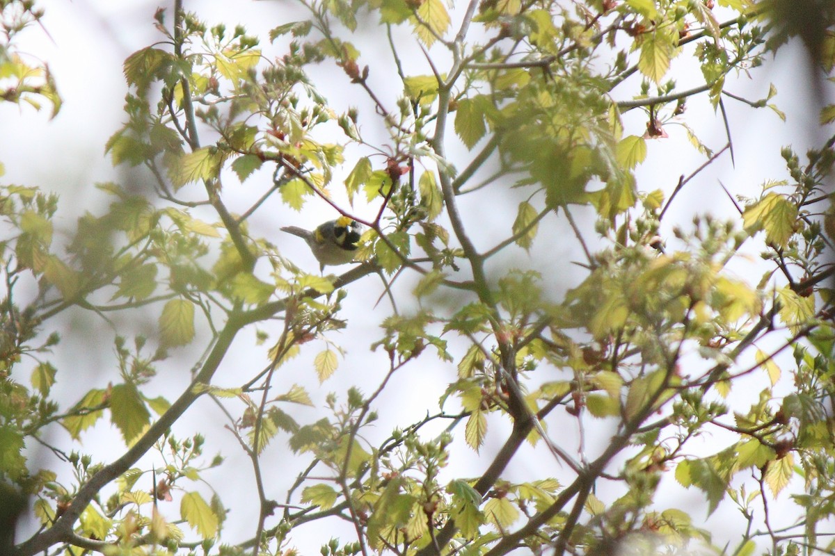 Golden-winged Warbler - ML28651481