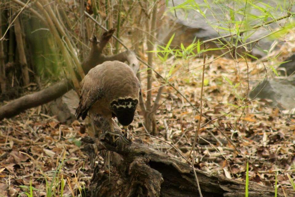 Crested Serpent-Eagle - ML286515391