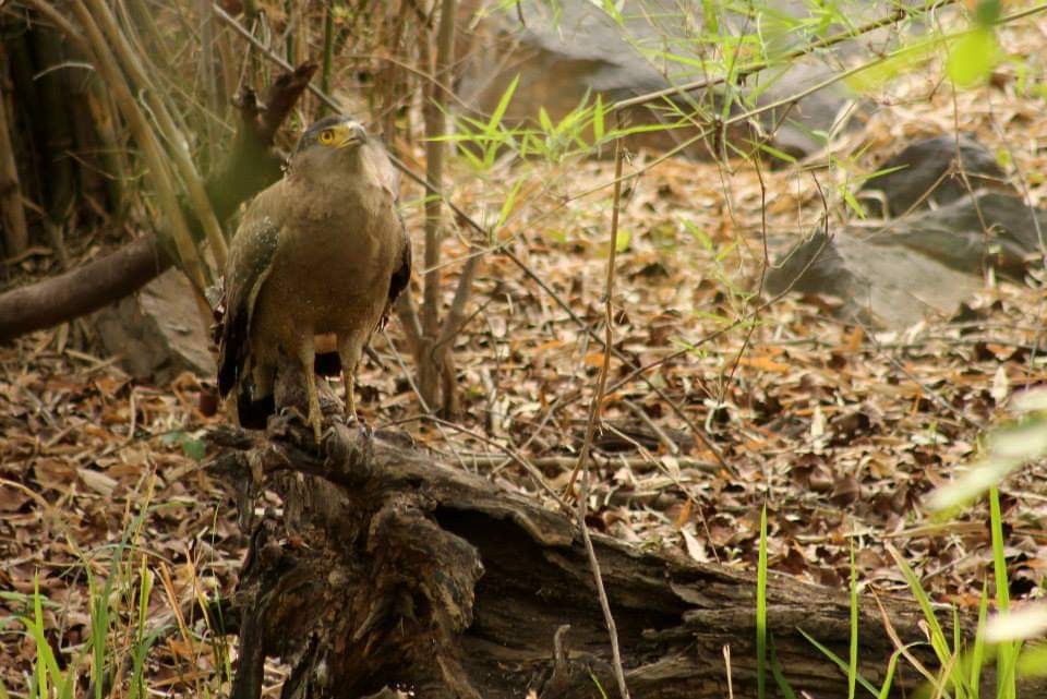 Crested Serpent-Eagle - ML286515401