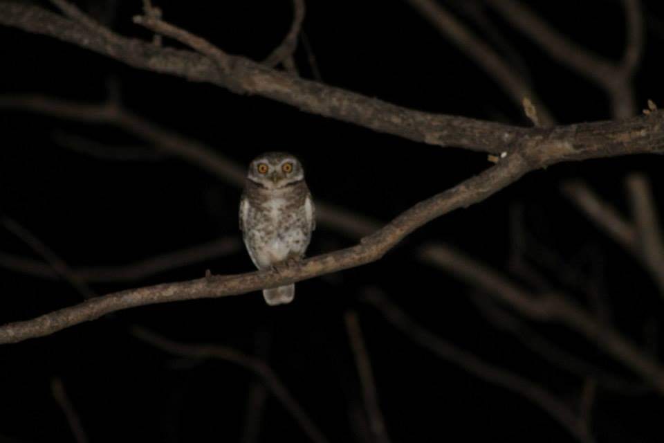 Spotted Owlet - ML286515451