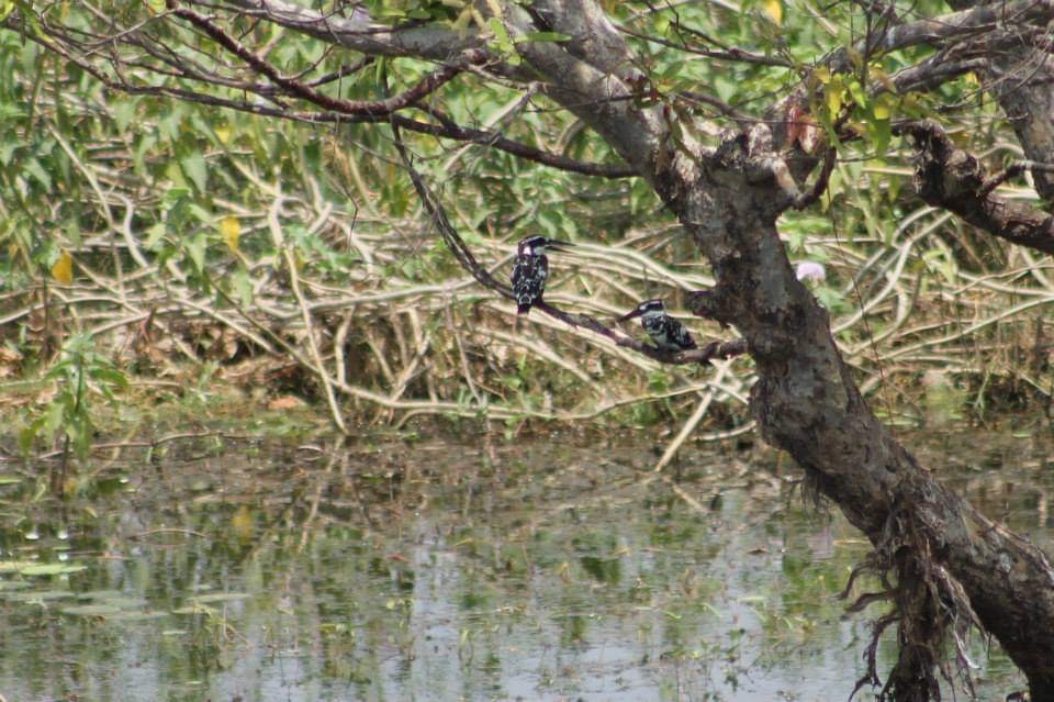 Pied Kingfisher - ML286515461