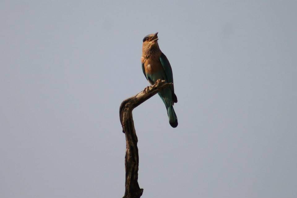 Indian Roller - ML286515501