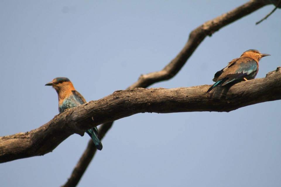 Indian Roller - ML286515511