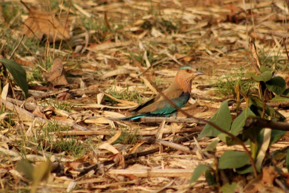 Indian Roller - Kalyani Kapdi