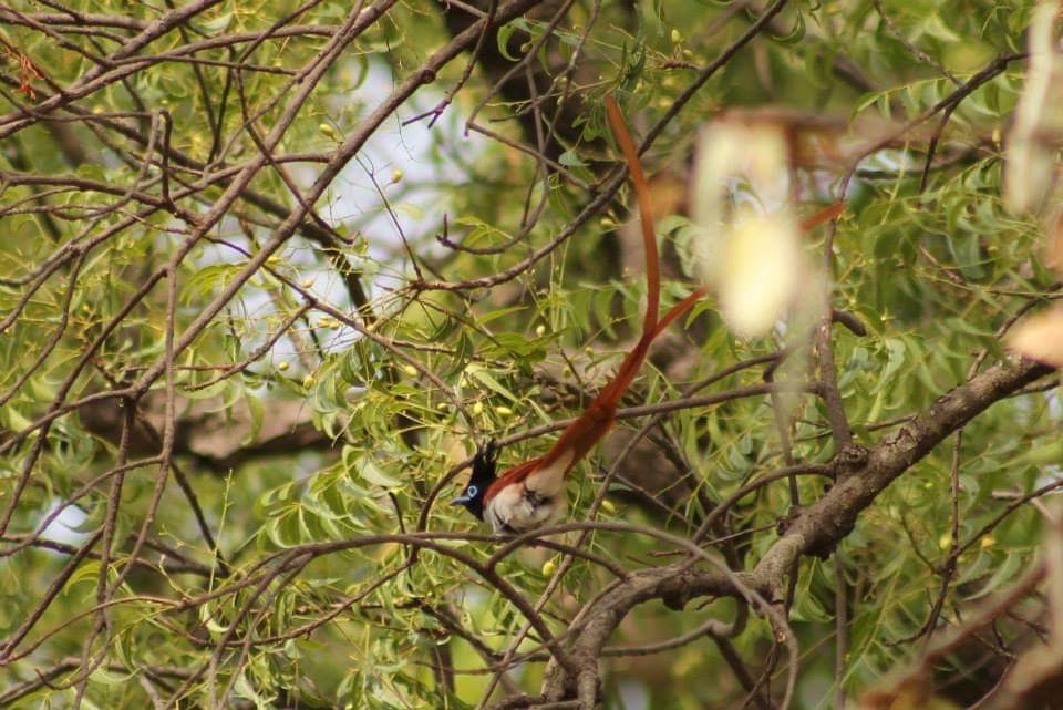 Indian Paradise-Flycatcher - ML286515601