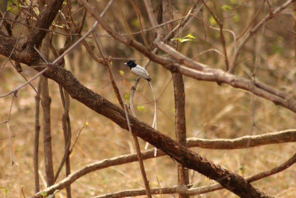 Indian Paradise-Flycatcher - ML286515611