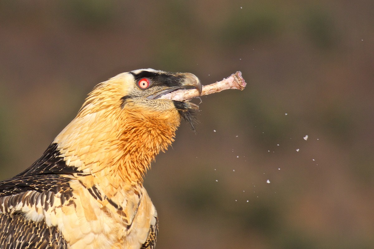 Bearded Vulture - ML286518861