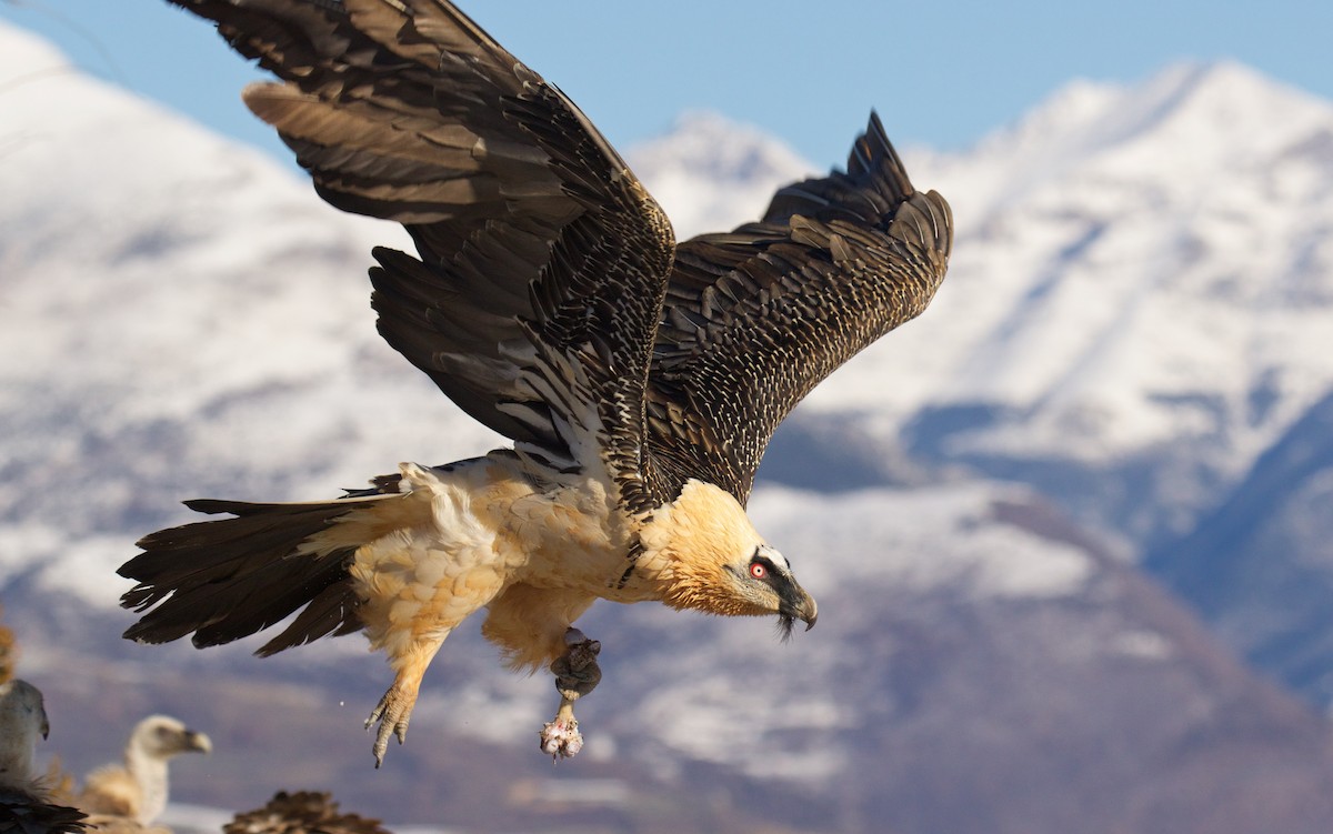 Bearded Vulture - Marc Gálvez