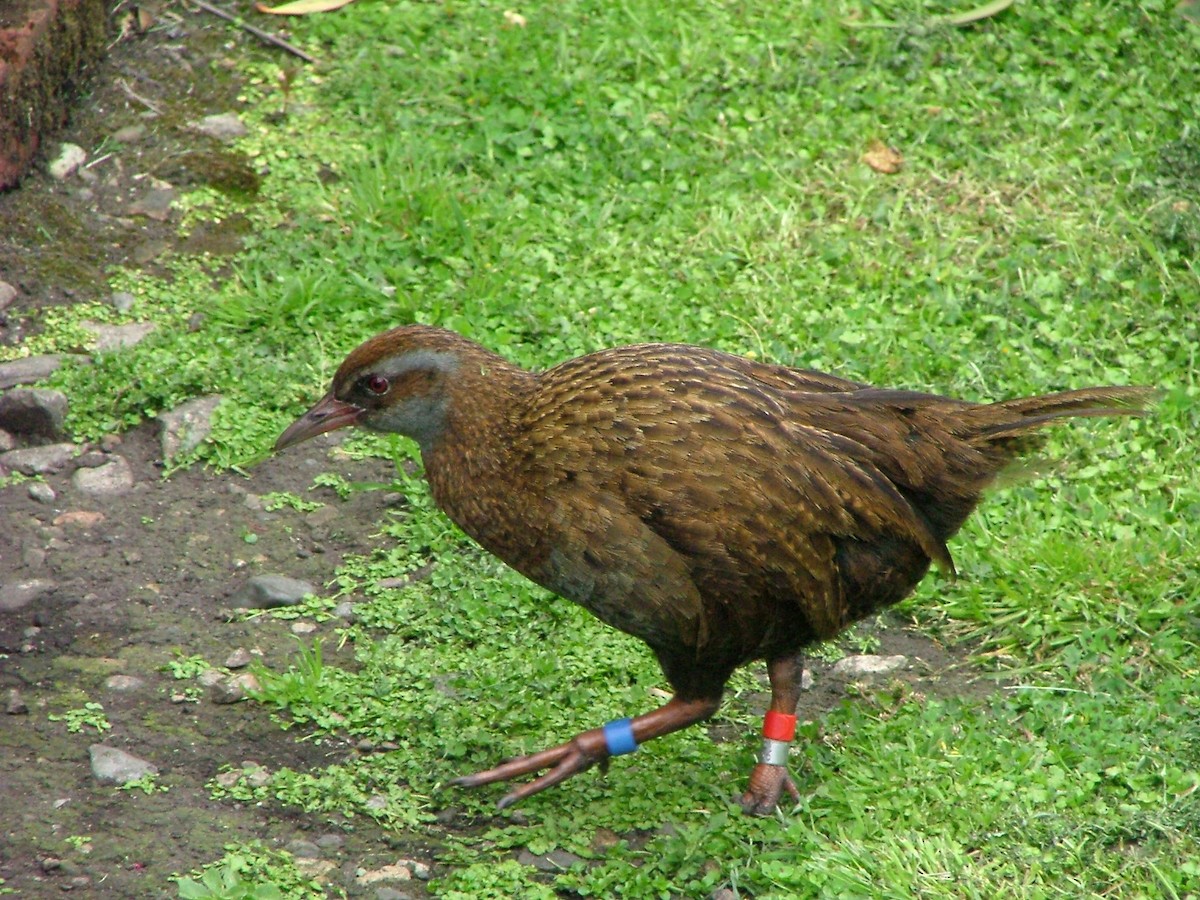 Rascón Weka - ML286519321