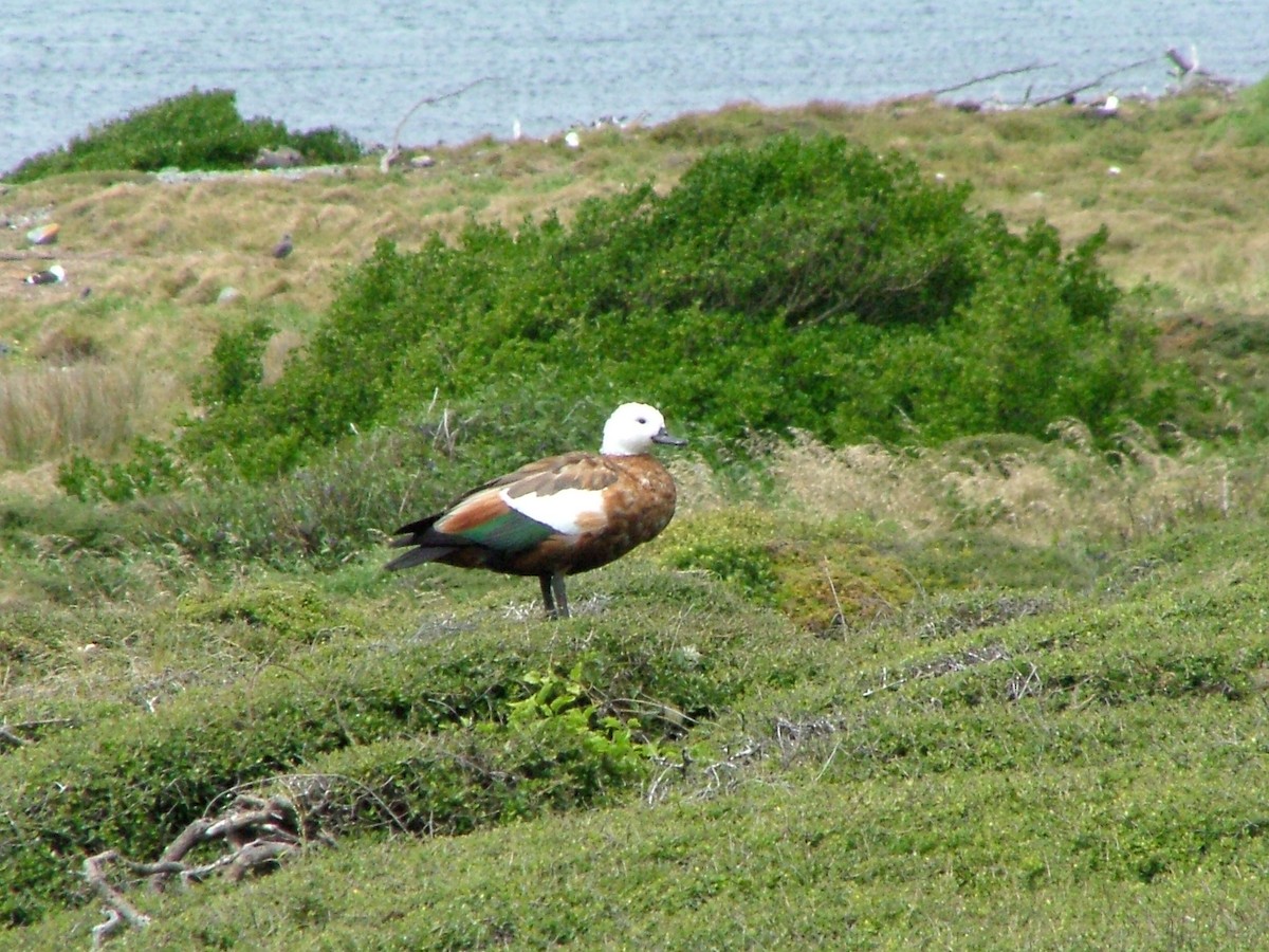 Paradise Shelduck - ML286519401