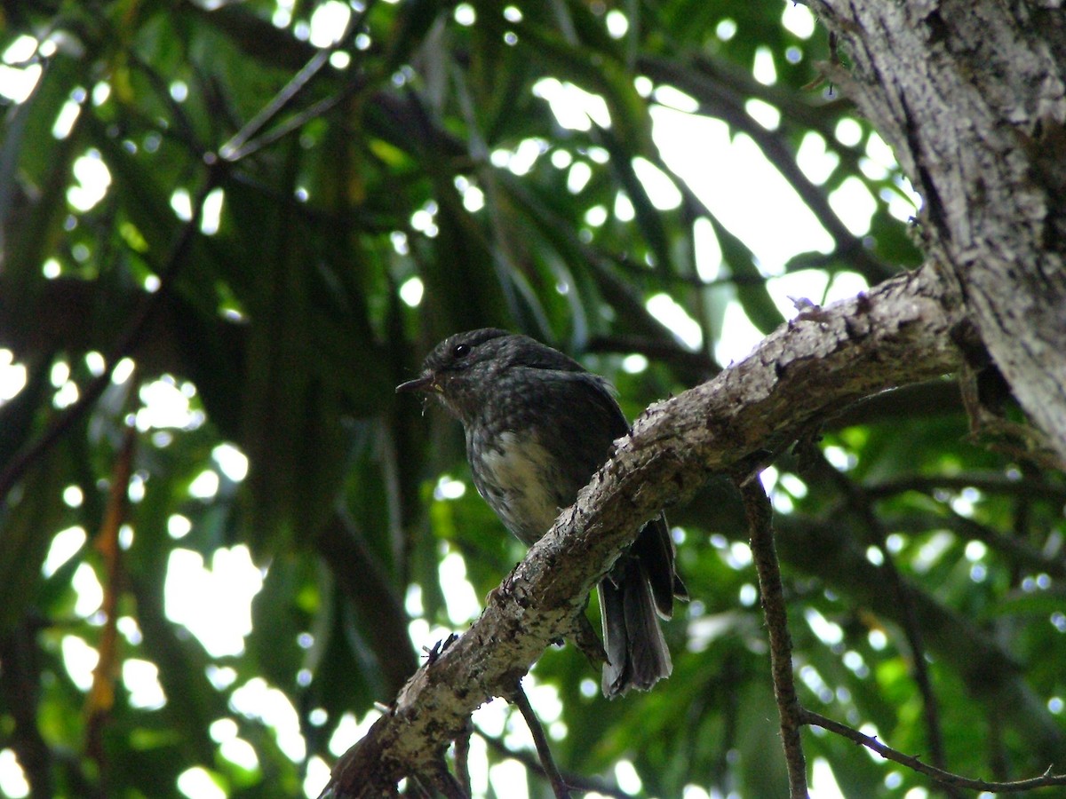 North Island Robin - ML286519591