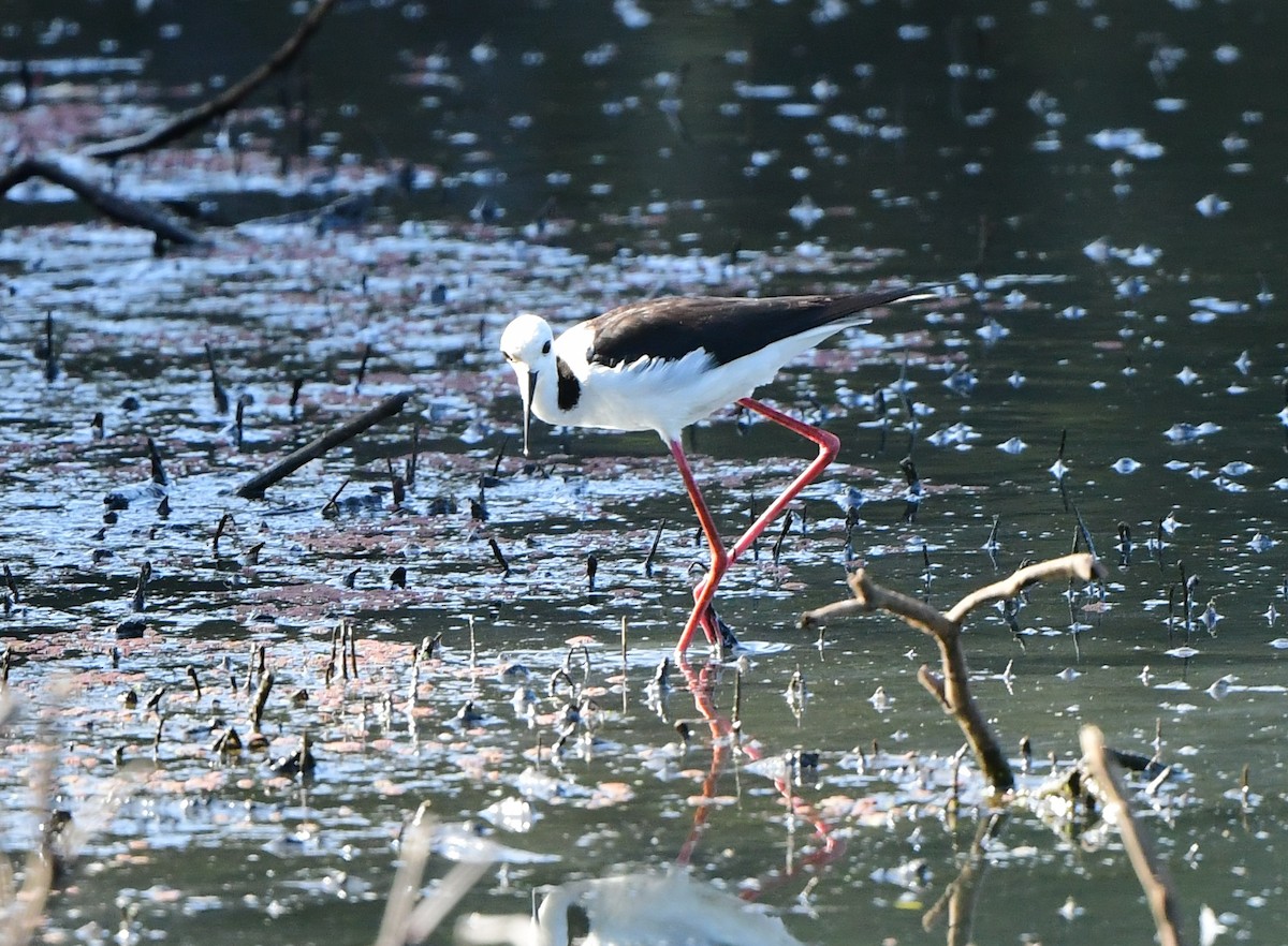 Pied Stilt - ML286520271