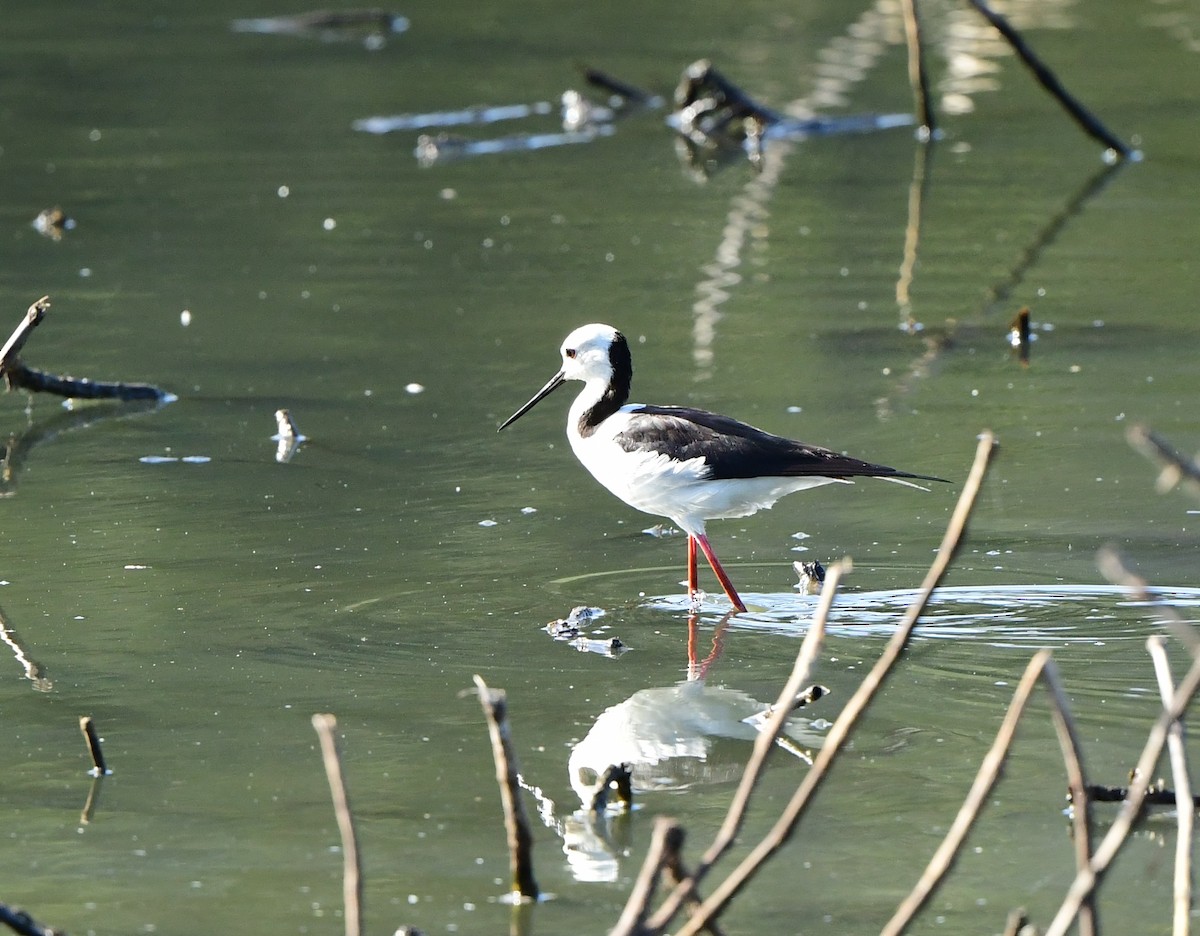 Pied Stilt - ML286520281