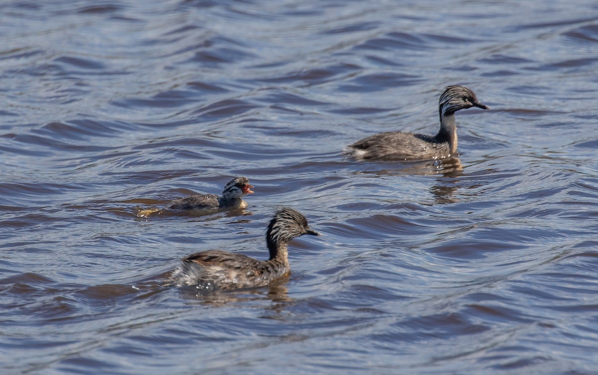 Hoary-headed Grebe - ML286525451